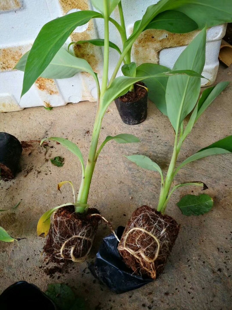 香蕉苗芭蕉皇帝蕉粉蕉矮化中蕉九号南方四季抗寒盆栽地栽