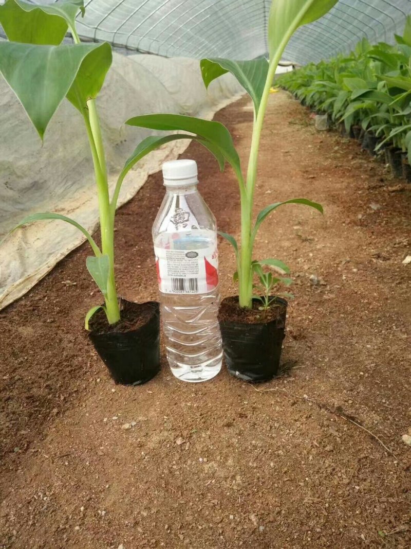 香蕉苗芭蕉皇帝蕉粉蕉矮化中蕉九号南方四季抗寒盆栽地栽