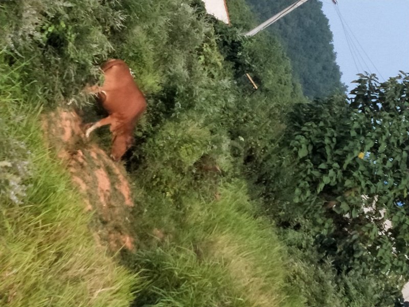 本地土牛黄牛