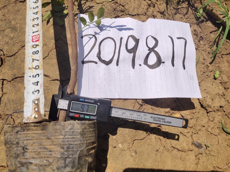 云南保山潞江坝优良清香木苗