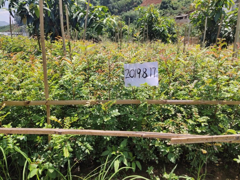 云南保山潞江坝优良清香木苗