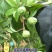 新品种红肉百香果苗蓝冠百香果苗黄金百香果树苗