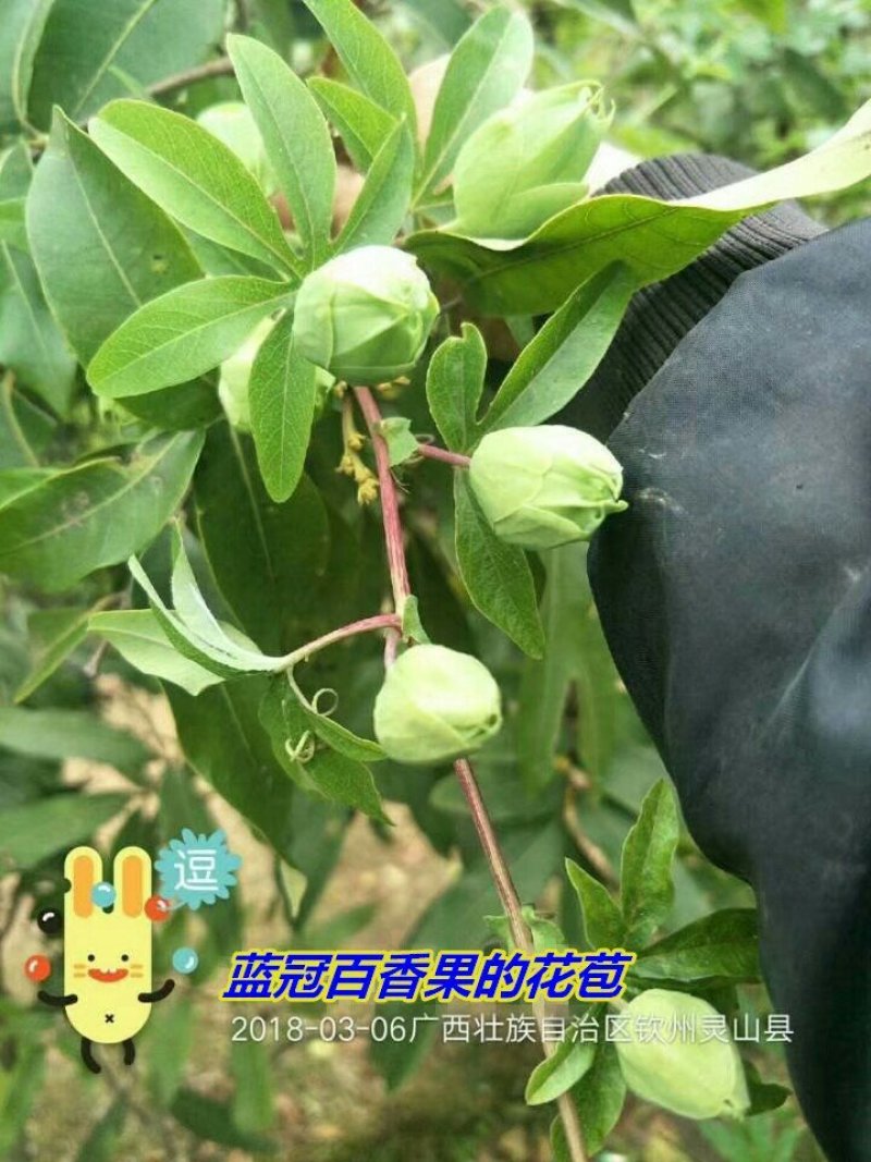 新品种红肉百香果苗蓝冠百香果苗黄金百香果树苗