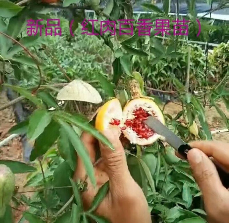 新品种红肉百香果苗蓝冠百香果苗黄金百香果树苗