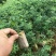 新品种红肉百香果苗蓝冠百香果苗黄金百香果树苗