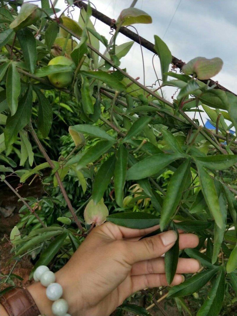 新品种红肉百香果苗蓝冠百香果苗黄金百香果树苗