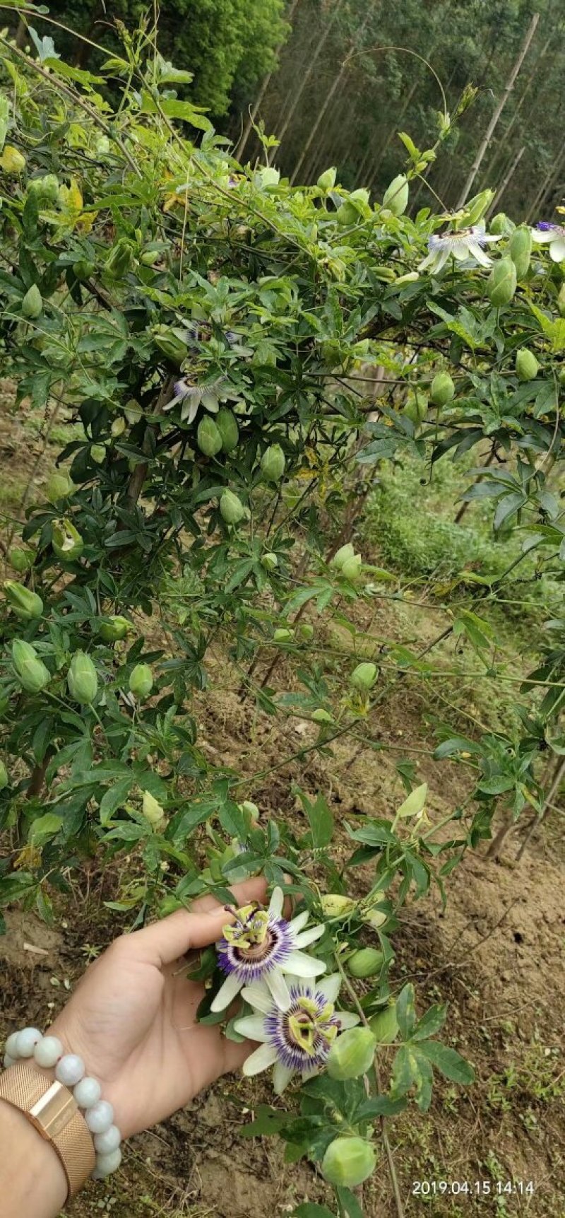 新品种红肉百香果苗蓝冠百香果苗黄金百香果树苗