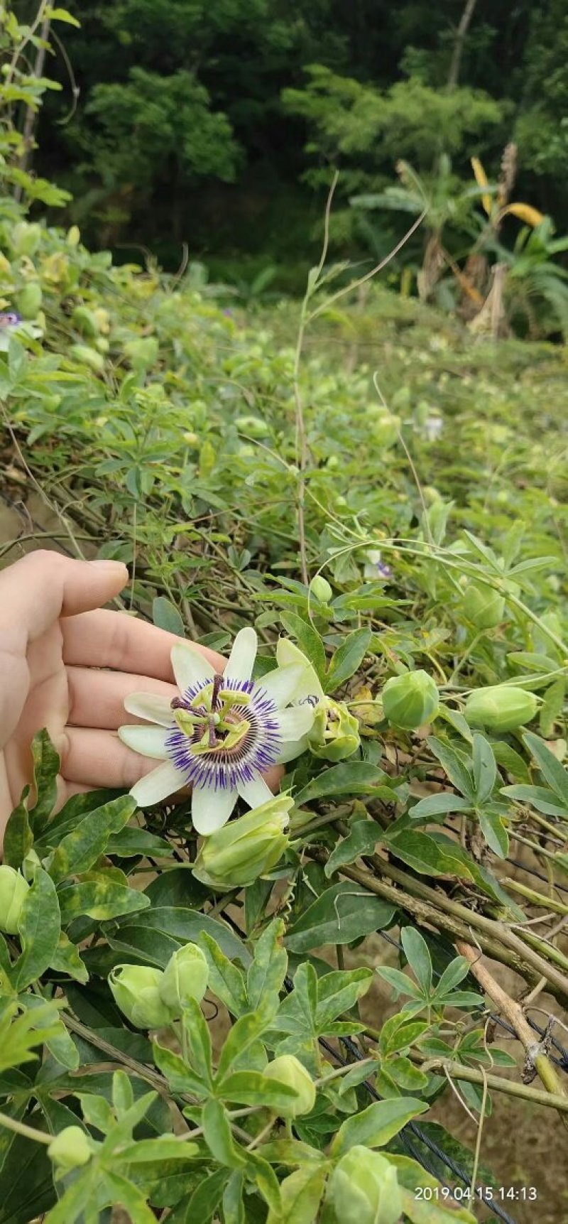 新品种红肉百香果苗蓝冠百香果苗黄金百香果树苗