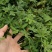新品种红肉百香果苗蓝冠百香果苗黄金百香果树苗