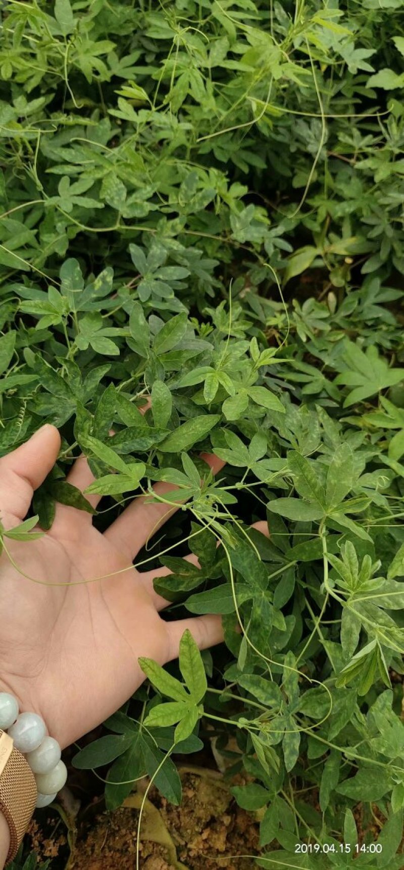 新品种红肉百香果苗蓝冠百香果苗黄金百香果树苗