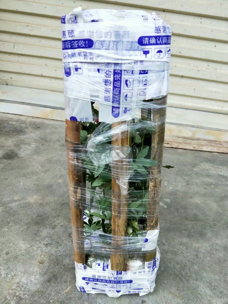 新品种红肉百香果苗蓝冠百香果苗黄金百香果树苗