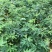 新品种红肉百香果苗蓝冠百香果苗黄金百香果树苗