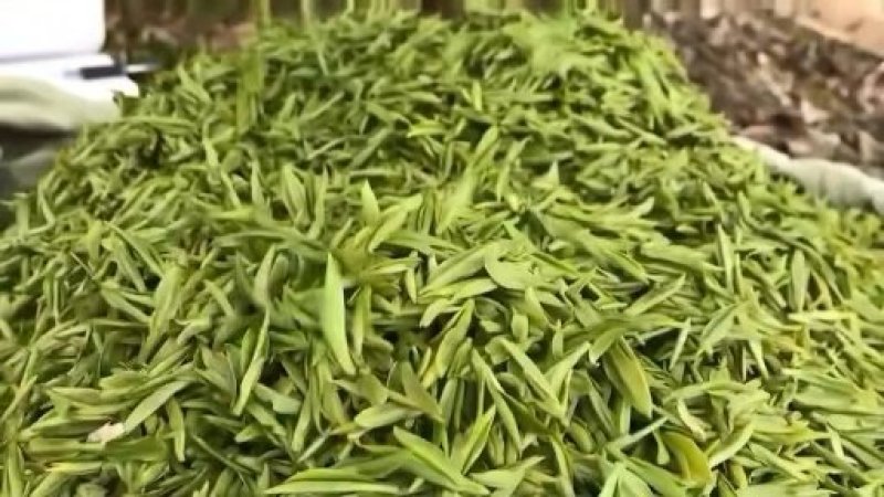 安吉白茶，白茶中的上品，高山黄金芽支持全囯一件代发