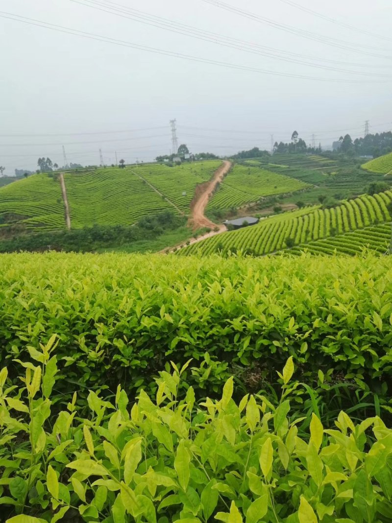 安吉白茶，白茶中的上品，高山黄金芽支持全囯一件代发