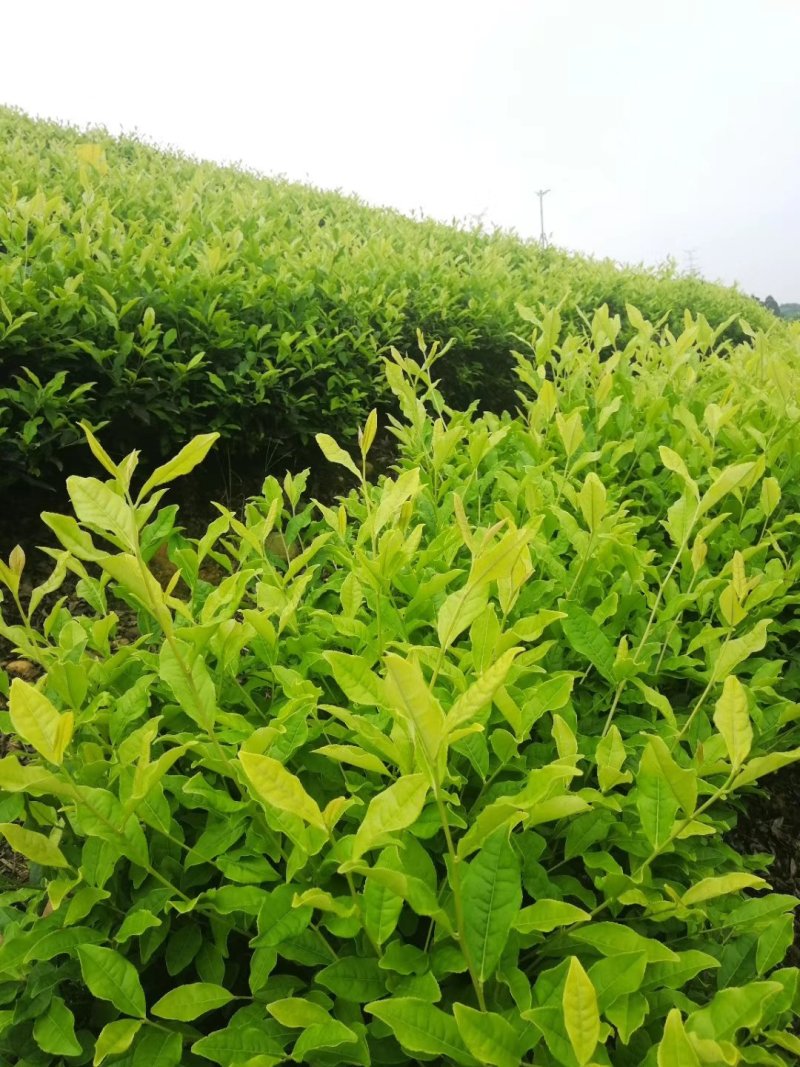 安吉白茶，白茶中的上品，高山黄金芽支持全囯一件代发