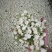 茉莉花茶【九窨白雪公主】早春毛尖全独芽可一件代发