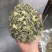 茉莉花茶【九窨白雪公主】早春毛尖全独芽可一件代发