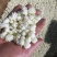 茉莉花茶【九窨金针兰雪】支持全囯一件代发