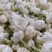 茉莉花茶【九窨金针兰雪】支持全囯一件代发
