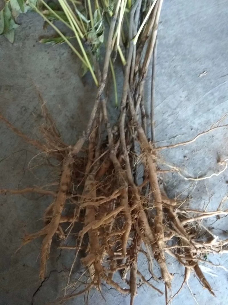 3年生药用牡丹苗，油用牡丹苗，当年开花结荚。