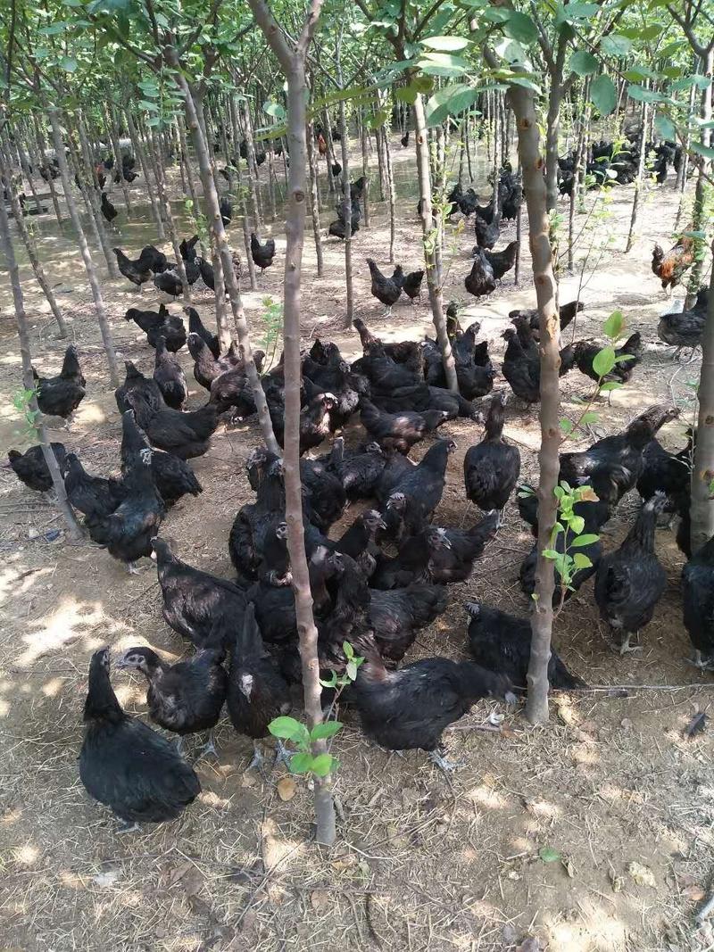 河北兴农480枚绿壳土鸡蛋养殖基地直供富硒、无