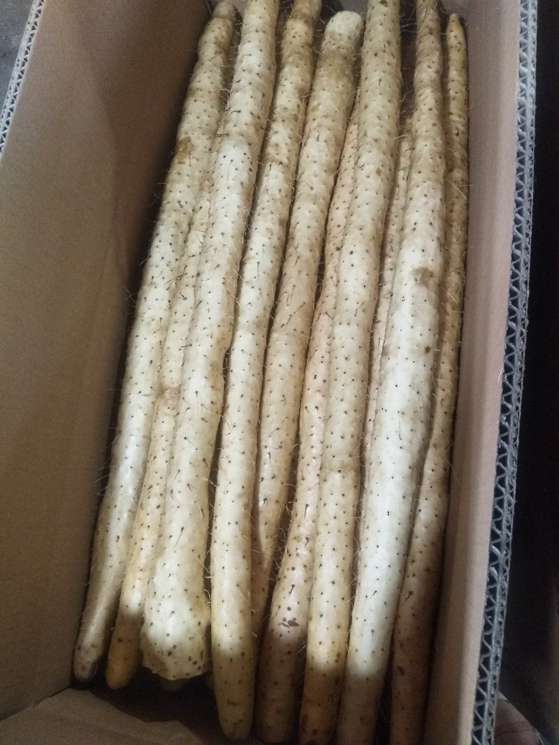 蠡县小白嘴山药，产地直销，大量现货供应，诚信第一！