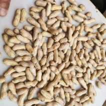 天府3号花生果