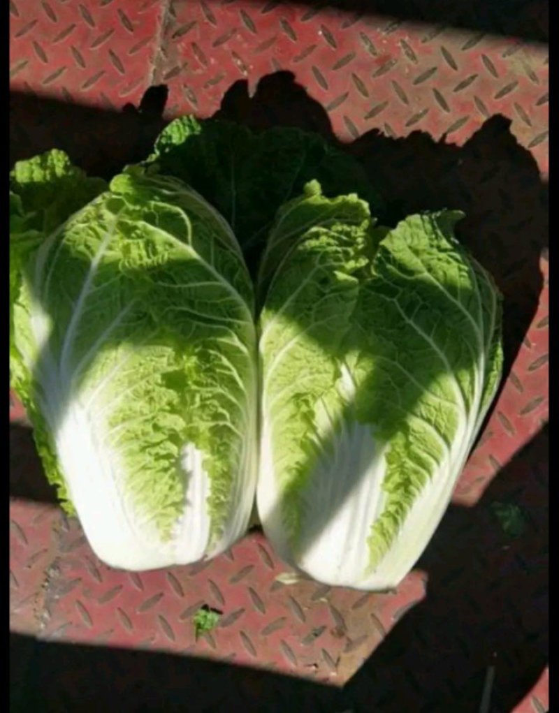 旱地黄心大白菜