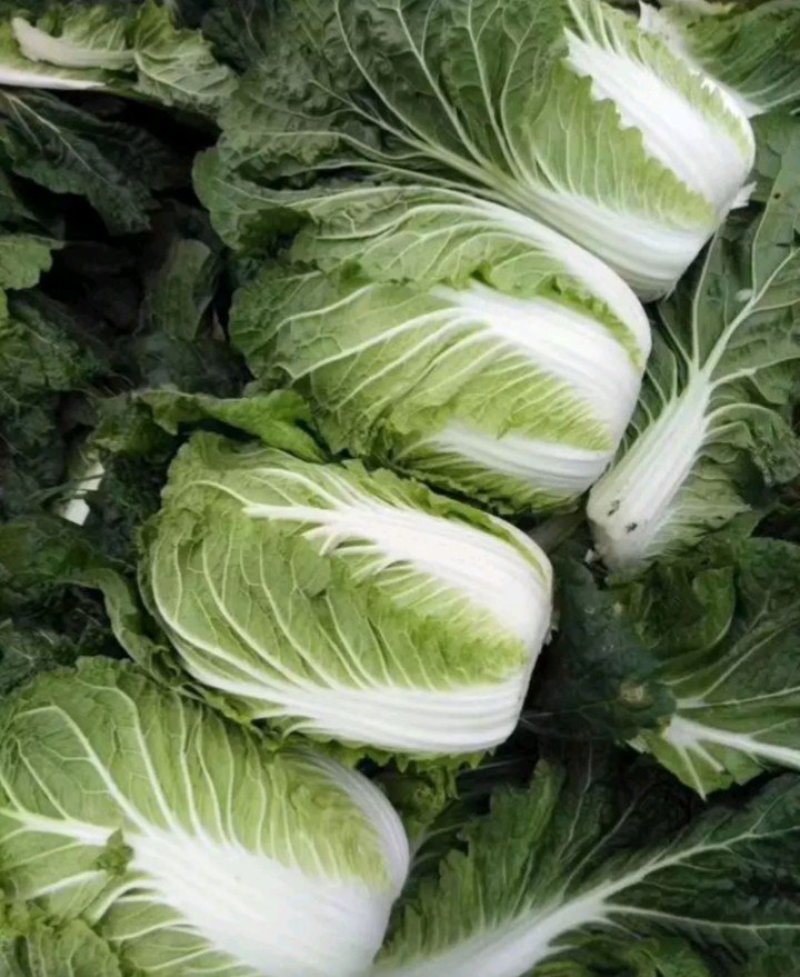 旱地黄心大白菜