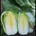 旱地黄心大白菜