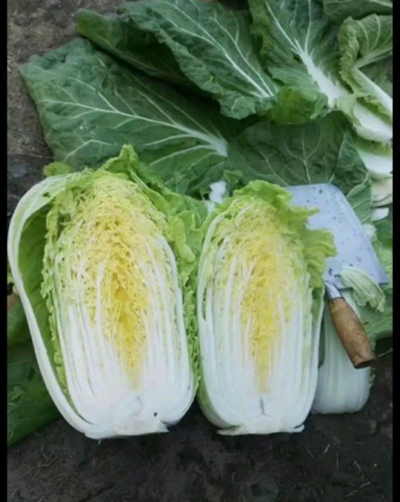 旱地黄心大白菜