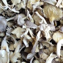 秀珍菇干凤尾菇食用菌干货特产平菇蘑菇农产品