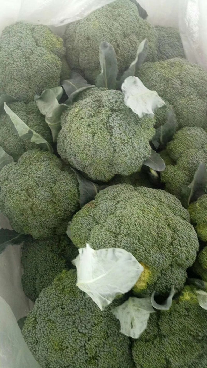 河北邯郸精品西兰花，保质保量，交通运输方便，城信经营