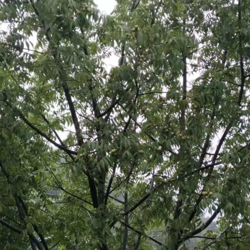 野生核桃