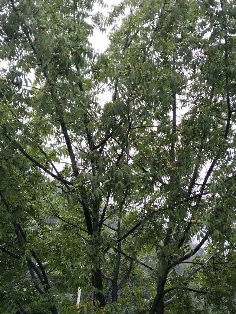 野生核桃
