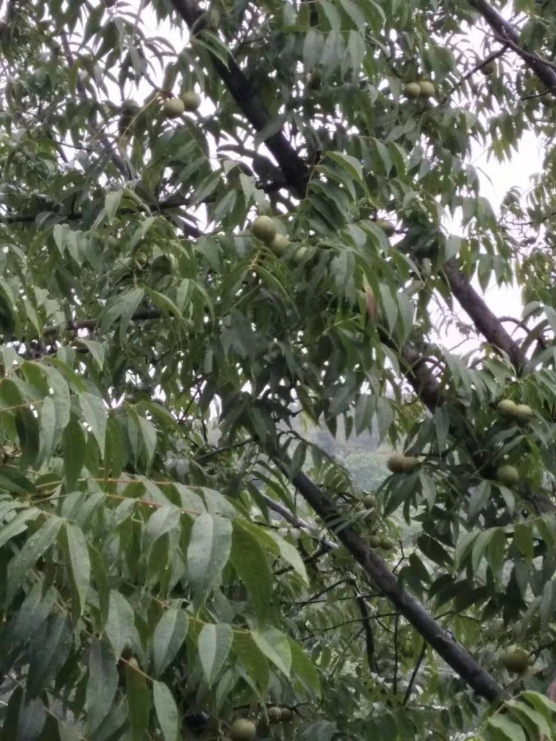 野生核桃