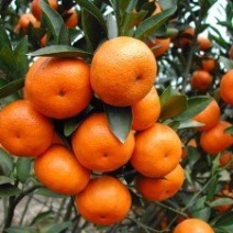 临海涌泉蜜橘无核薄皮一件代发微商电商平台合作