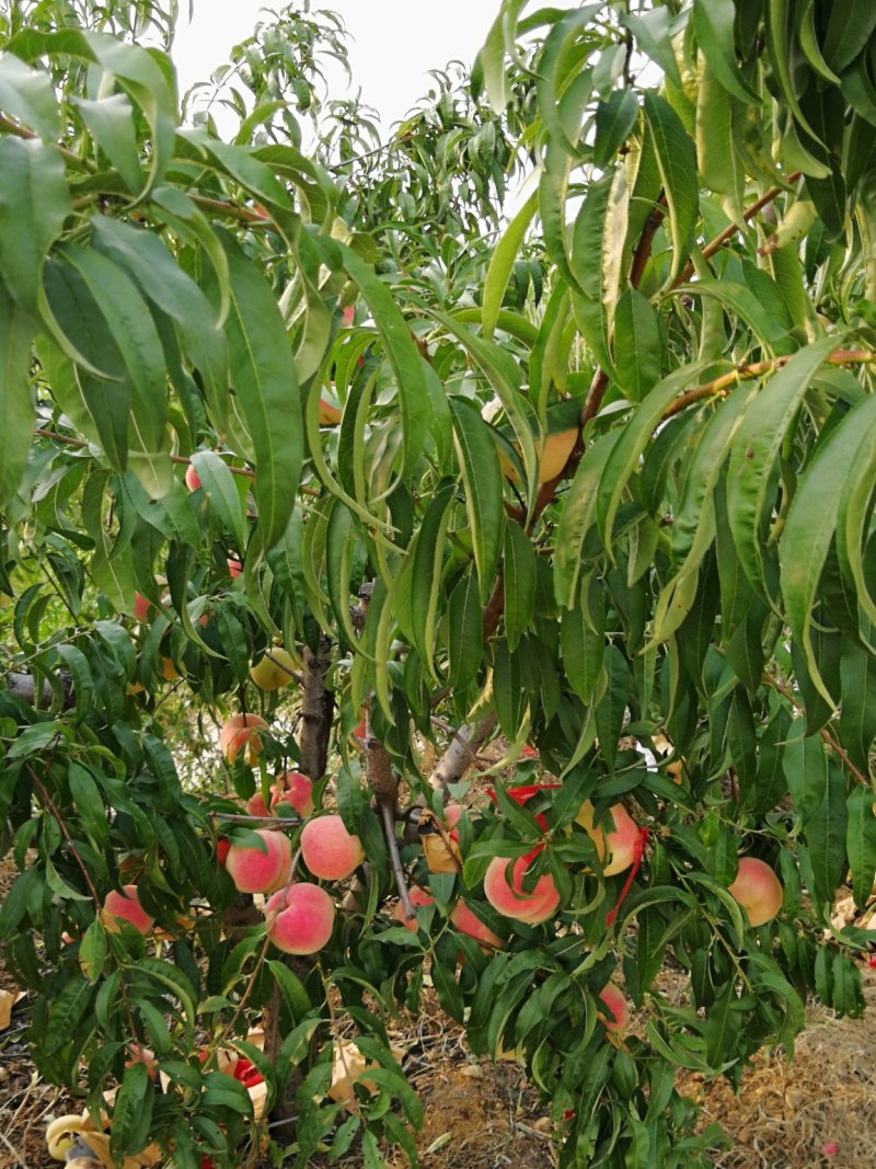 金秋红蜜山东基地直供糖分高晚桃红毛桃蜜桃脆桃微商电商离核