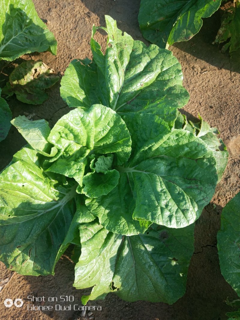 叶菜类