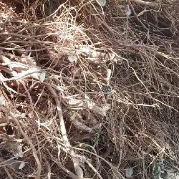 五指毛桃鲜根种植货！野生货