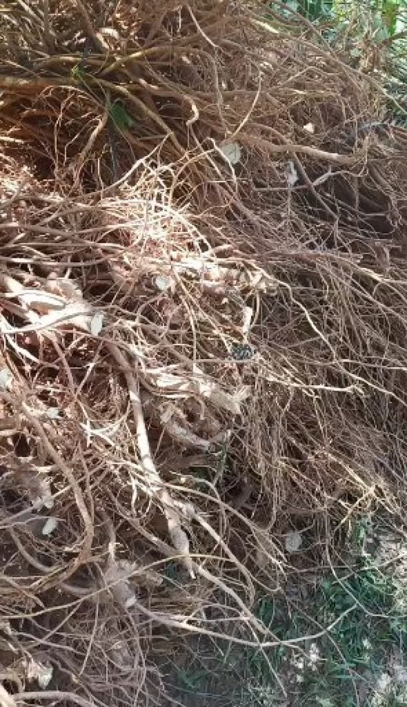 五指毛桃鲜根种植货！野生货