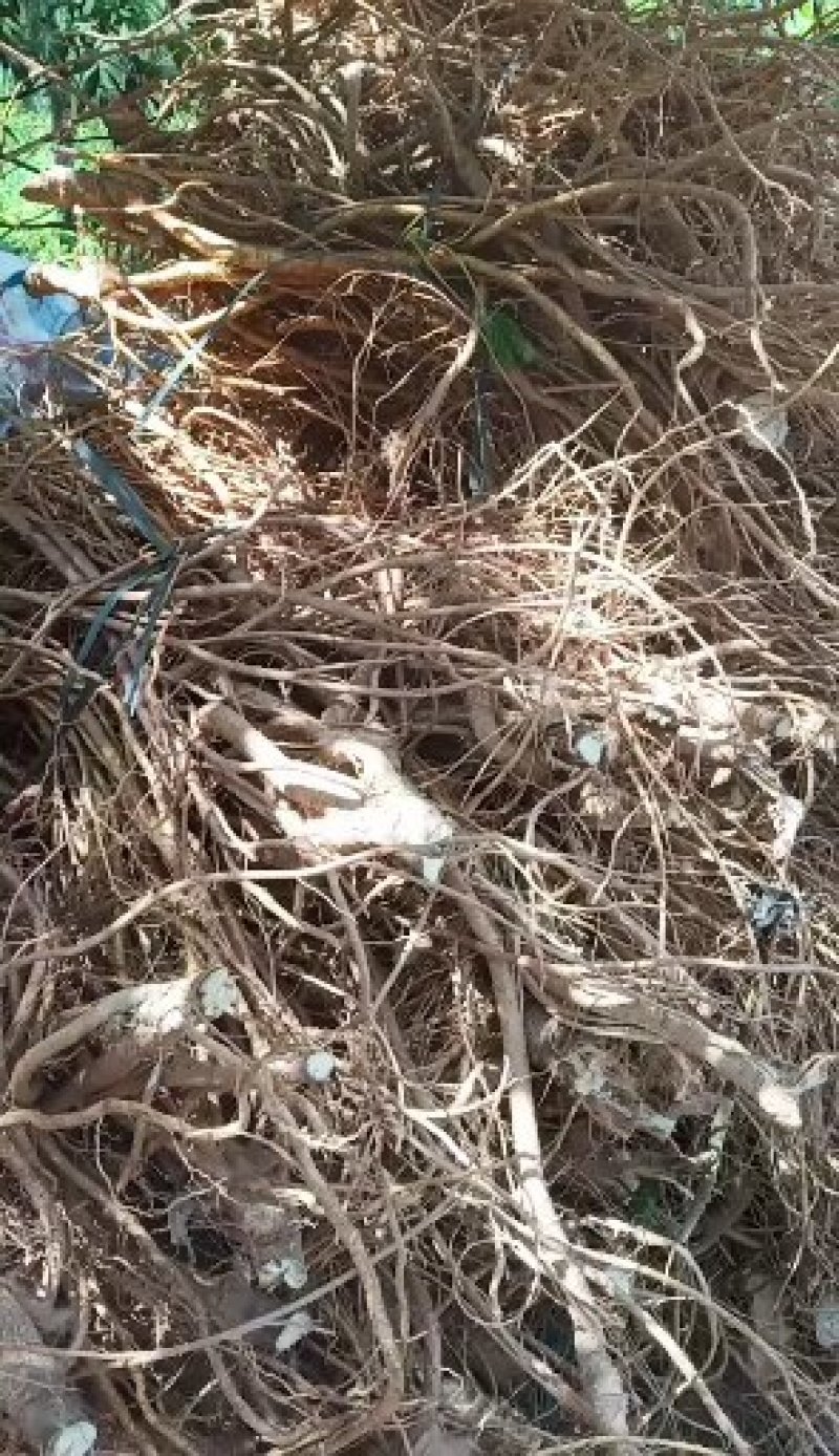 五指毛桃鲜根种植货！野生货