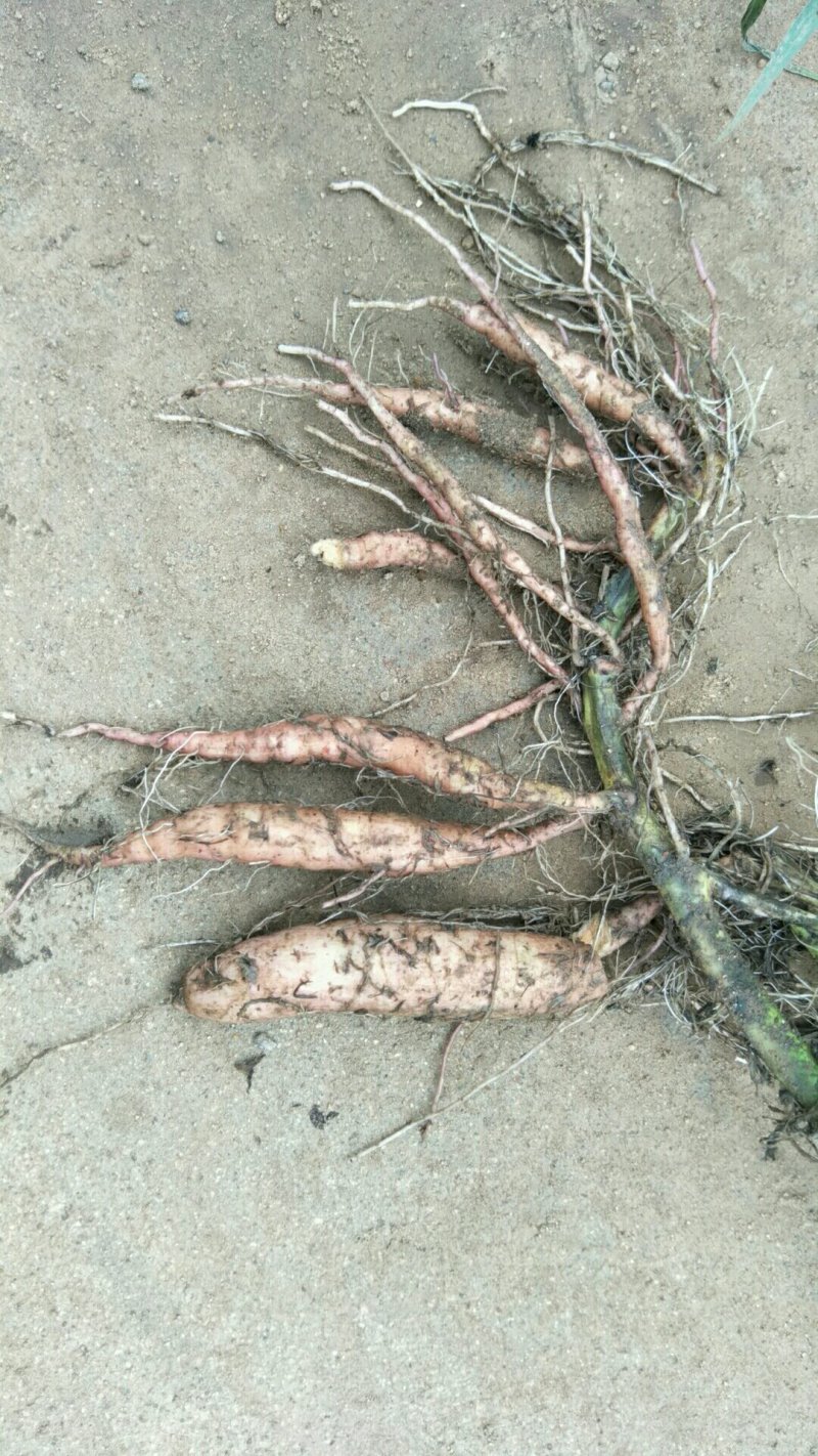 烟薯25，生态种植烟蜜薯，临沭流蜜地瓜红薯
