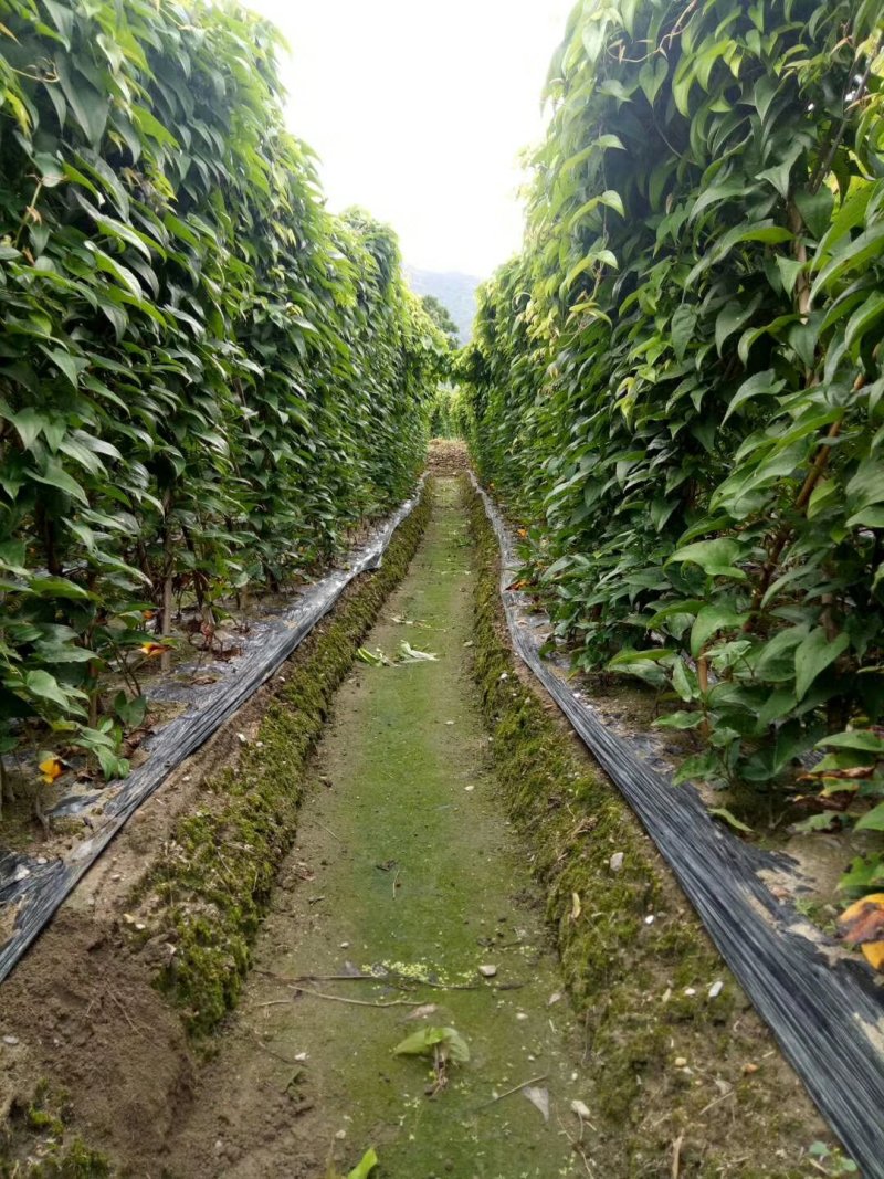 山药赣南紫山药紫玉淮山药供应电商一件代发产地代办
