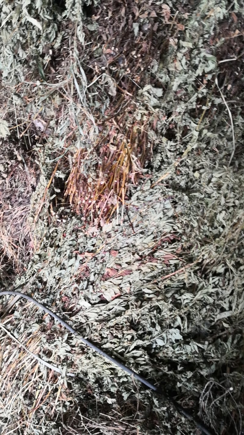 仙鹤草个子或片子