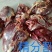 马肉九分体