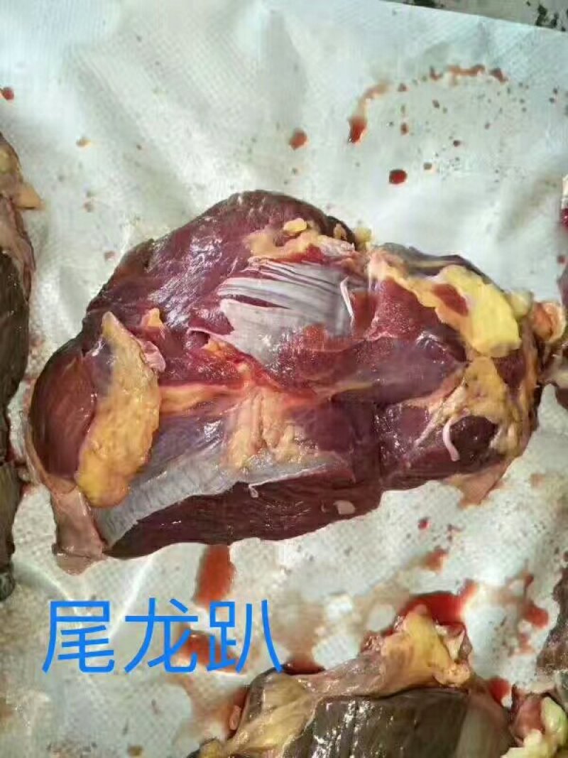马肉九分体