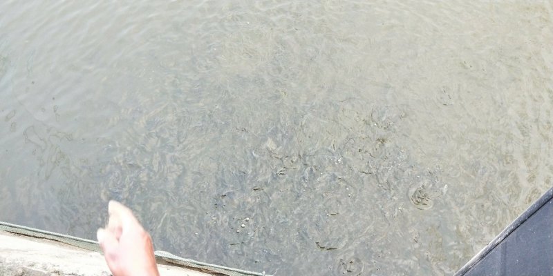 苗子自家养殖基地四大家鱼批发出售多少均可