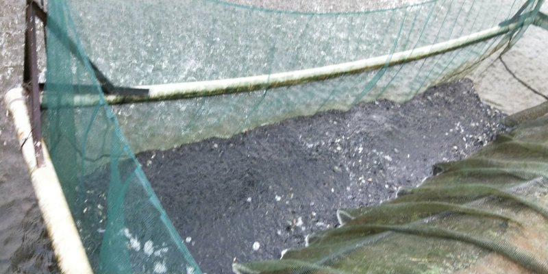 苗子自家养殖基地四大家鱼批发出售多少均可
