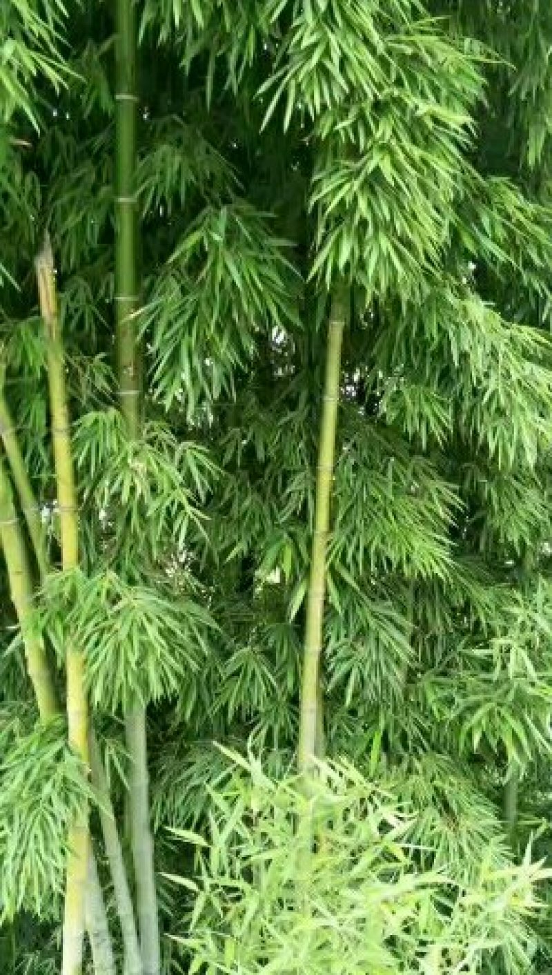 竹子苗南阳市桐柏县竹苗直销